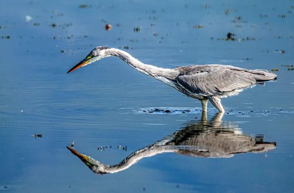 多圖｜石屏異龍湖觀鳥圖鑑