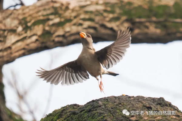 一劍封喉——新機OM-1拍鳥深度測評