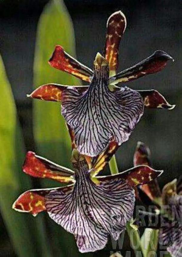 分享圖片&mdash;&mdash;奇美的花卉