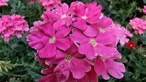 國慶節來龍潭公園賞花 國慶節來龍潭公園賞花