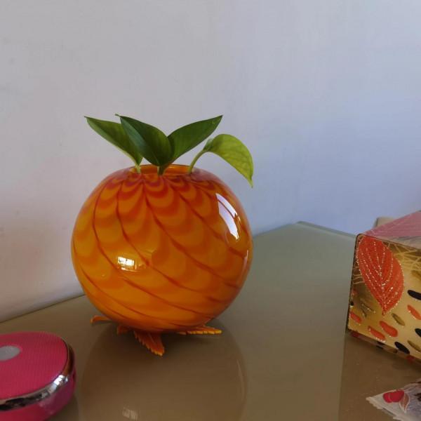 曬曬家裡的小綠植