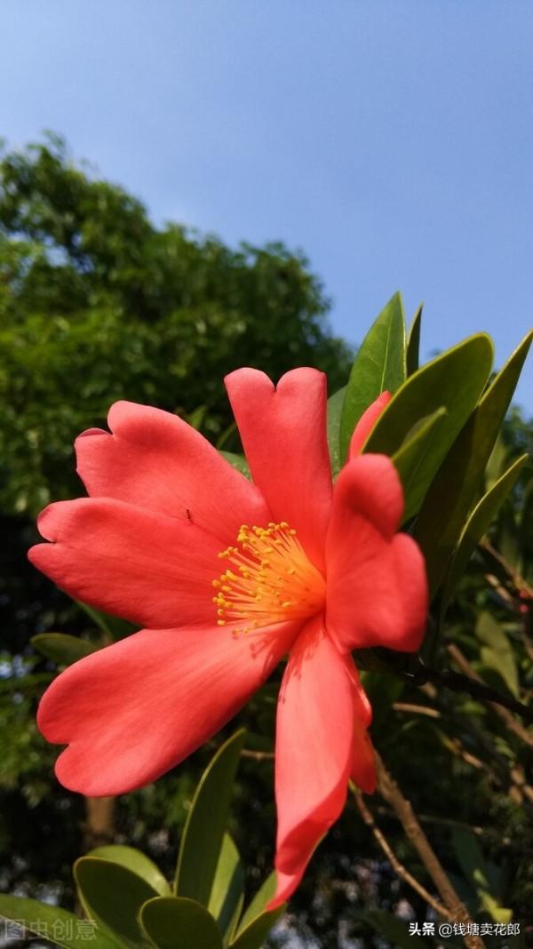紅山茶花的四大管理要點和兩大養護禁忌