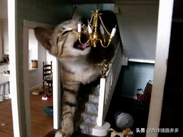 心疼主人一秒鐘，看看這些闖禍精和它們的“罪行”