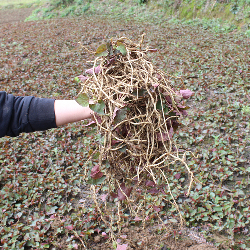 冬日裡的7種“野菜”,以前漫山遍野都是,現在也還是美味佳餚 冬日裡的7種“野菜”,以前漫山遍野都是,現在也還是美味佳餚