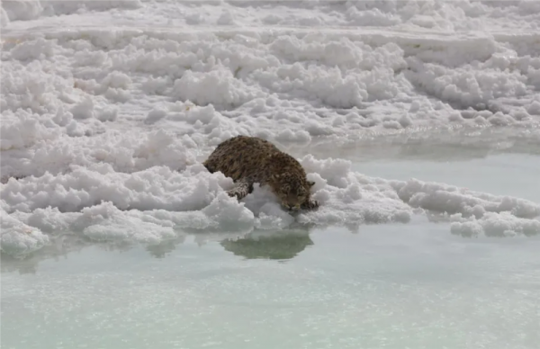 青海發現1只雪豹，零下10℃趴冰上難以行動，用了6小時才救起它