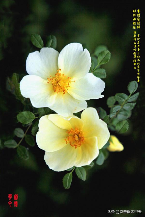 甲夫原創/友情鱗鴻：忌偽貴真坦相待，澹交久長靈心通