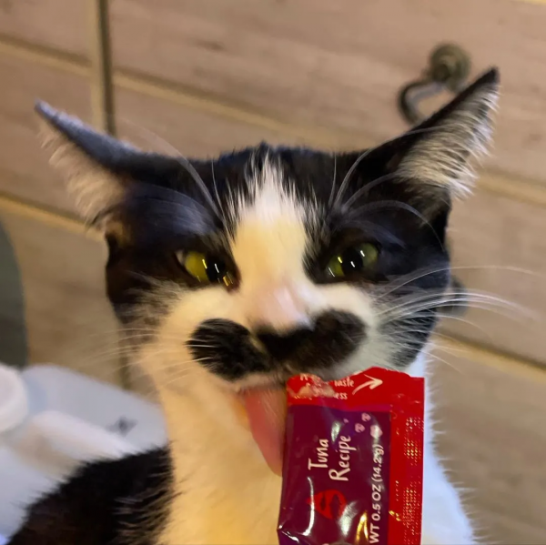 因為長了嘴一字胡，奶牛貓無人領養，卻因禍得福成了網紅