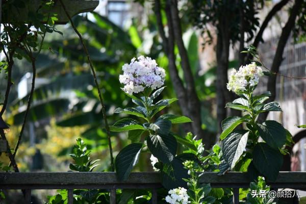 冬日裡依舊盛開的大花繡球，白色天使 | 園丁