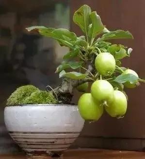 中國盆栽藝術之精品