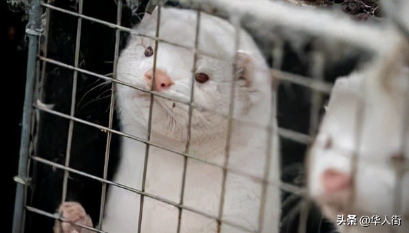 義大利禁止皮毛動物養殖與交易，所有農場從1月1日起關閉