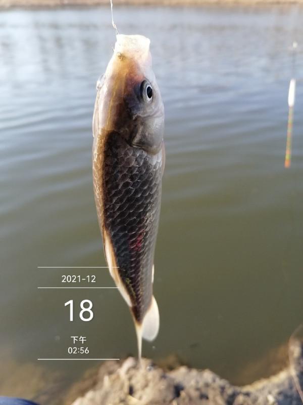 寒風凌冽再戰清河,鯽魚妹妹熱情似火 寒風凌冽再戰清河,鯽魚妹妹熱情似火