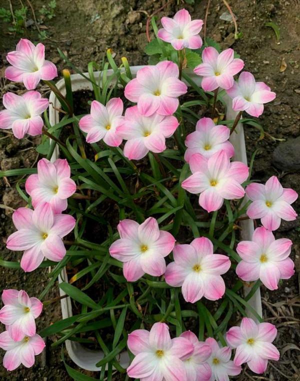 秋天，記得給這五種花翻翻盆，嗖嗖長葉開花，收穫巨大