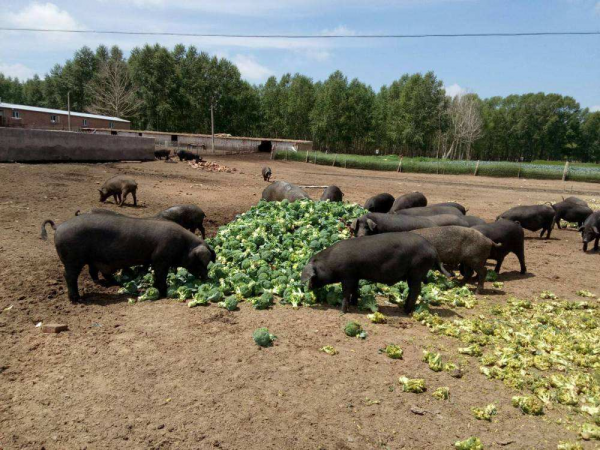 隨處可見的豬肉都是“進口豬”，我國本土豬都去哪兒啦？