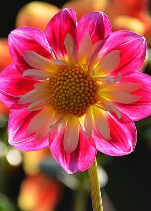 微型小說：自我諷刺