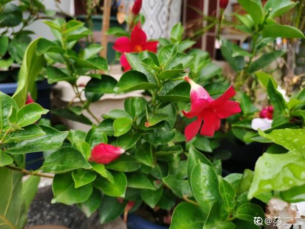 植物搬出門,痛快淋場雨,植物越來越旺 植物搬出門,痛快淋場雨,植物越來越旺