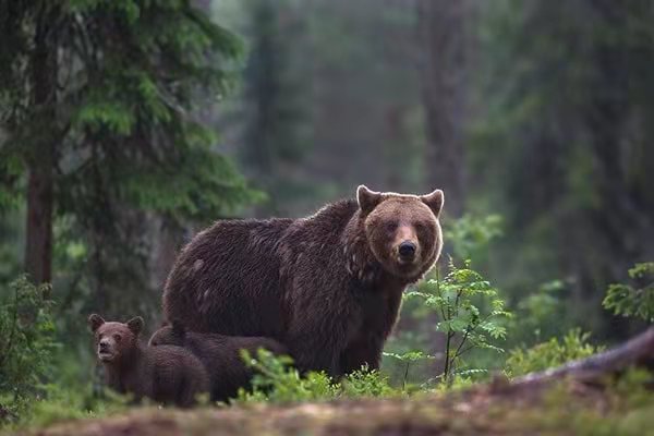 雨中動物的精彩瞬間,真的非常可愛 雨中動物的精彩瞬間,真的非常可愛