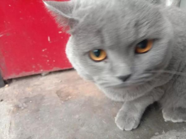 家裡不讓養貓，就賣了