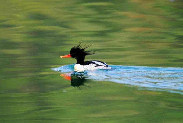 讀圖 |“鳥中大熊貓”中華秋沙鴨美姿