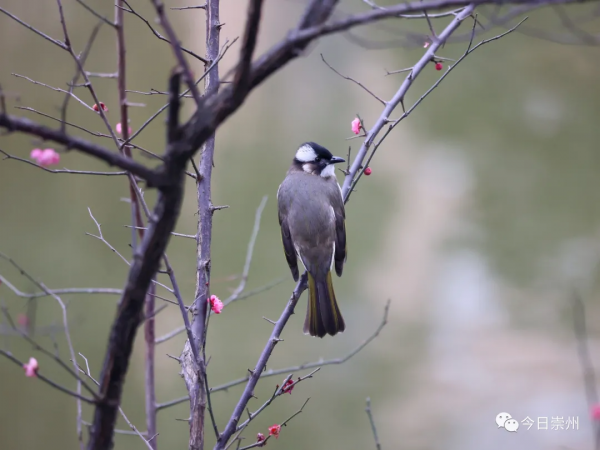 西河邊，看鳥去