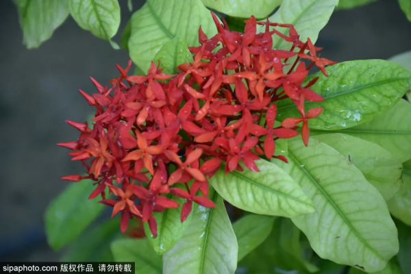 冬天不想宅在家?北京這些地方,依然綠意蔥蘢! 冬天不想宅在家?北京這些地方,依然綠意蔥蘢!