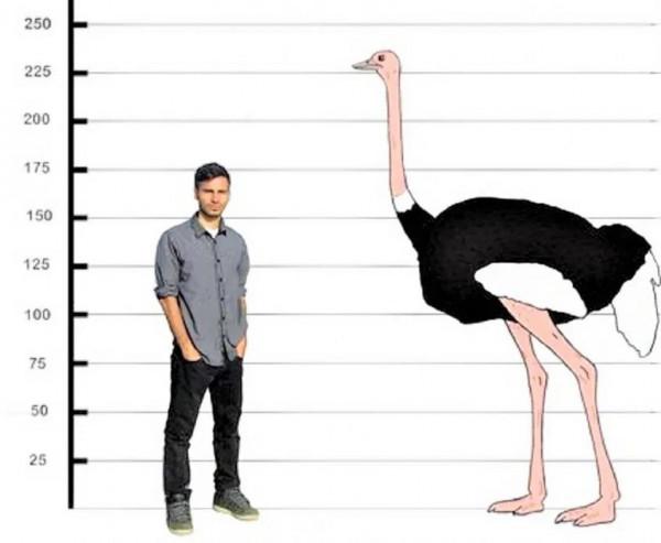 世界上最大的鳥類