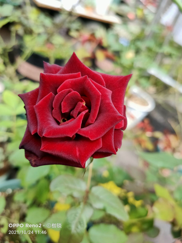 女人最愛的7種花，個個優雅美麗，令人愛不釋手