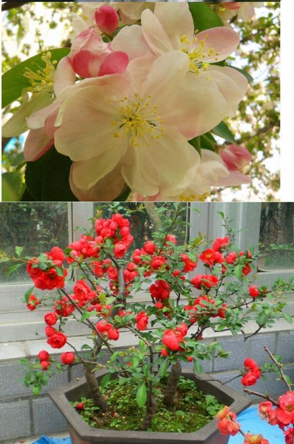 11種“富貴花”，適合養在客廳，好看又好養，養人又吉祥