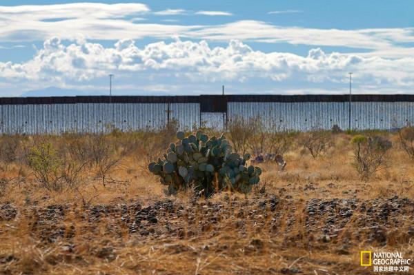 探秘沙漠綠洲中的蜜蜂棲息地 探秘沙漠綠洲中的蜜蜂棲息地