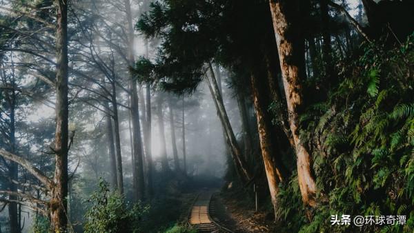 中國臺灣省：霧氣籠罩的太平山國家森林遊樂區