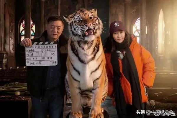 尋虎後續:文文成為“商業機密”,只因她是一隻人工繁育的東北虎 尋虎後續:文文成為“商業機密”,只因她是一隻人工繁育的東北虎