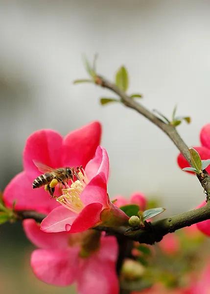 花中神仙 海棠花 花中神仙 海棠花