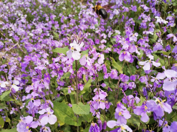 冬天也能養的耐寒草花，陽臺上擺幾盆，輕鬆變成小花園