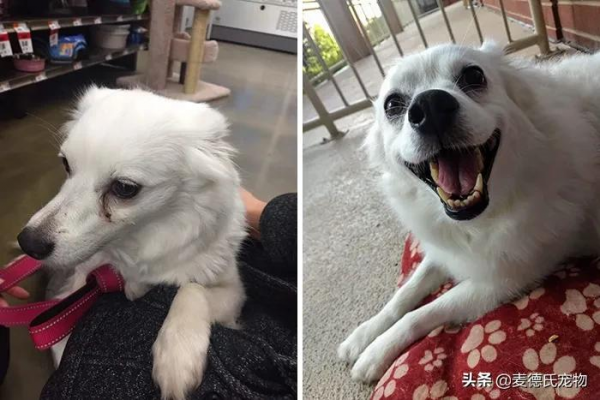 如果你也想要養狗，那就從救一隻狗開始吧...