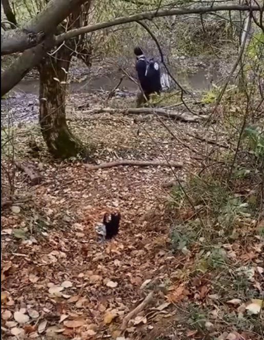 旅遊者們遇到一隻流浪貓，陪他們跋山涉水，最後被他們帶回了家