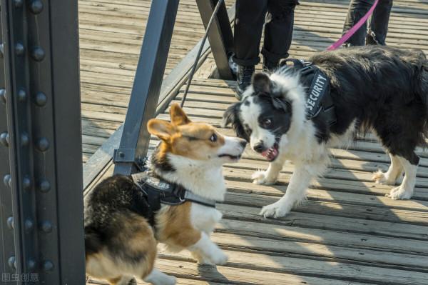 狗狗一見面,為什麼會先“聞屁股”?科學研究這是彼此交流的方式 狗狗一見面,為什麼會先“聞屁股”?科學研究這是彼此交流的方式