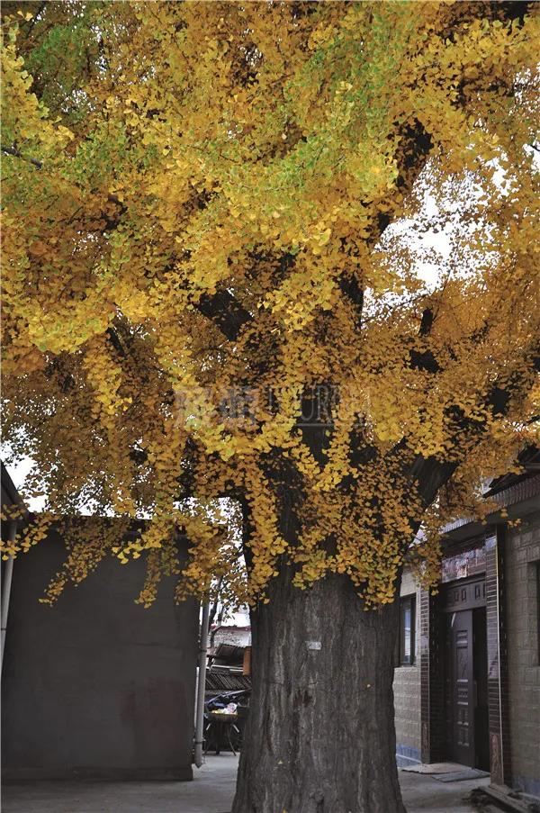 「北京風采」大水峪關口 文化風光兩相宜