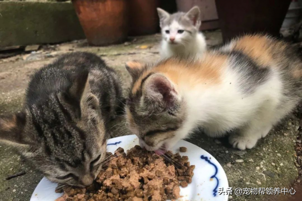 流浪貓在大雪中不停扒拉窗戶求助：能救救我，開下窗戶麼？我好冷