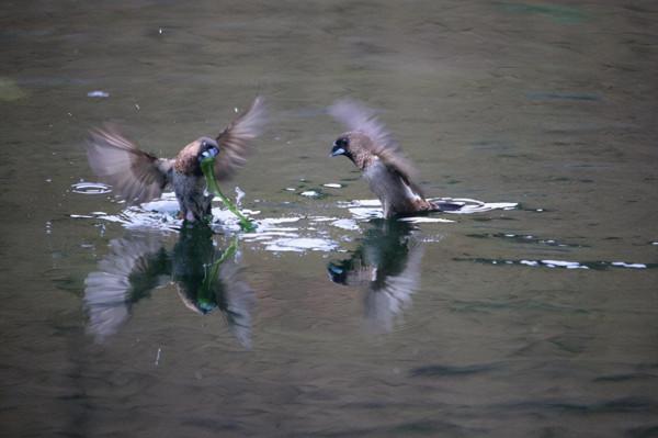 有誰知道這麻雀叼啄青苔有啥作用