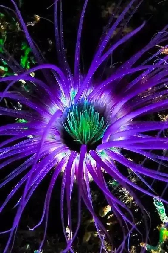 分享圖片&mdash;&mdash;海洋之花