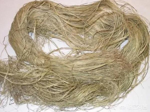 麻子，炒麻籽，麻湯飯及其他