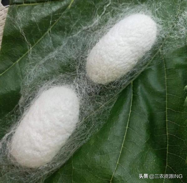 如何飼養桑蠶丨養殖家蠶的前景和收益怎麼樣