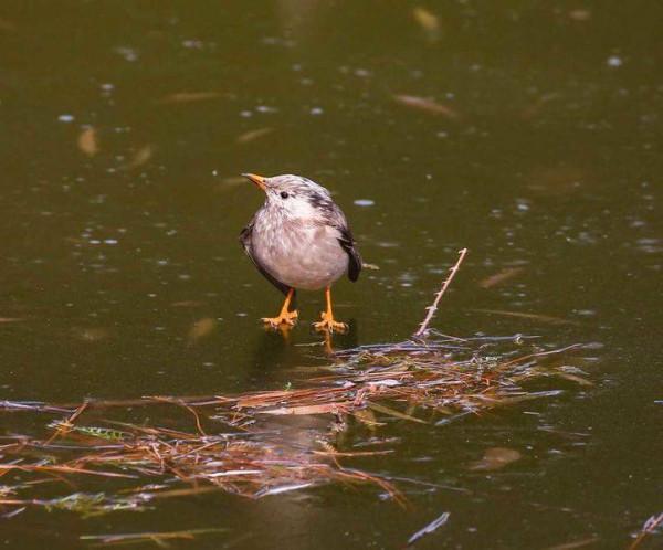 美麗漂亮的灰椋鳥