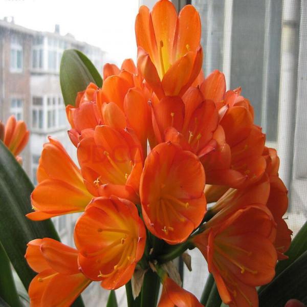 元旦前，“七種花”趕緊搬到陽臺上凍一凍，生長茂盛，花苞呼呼冒