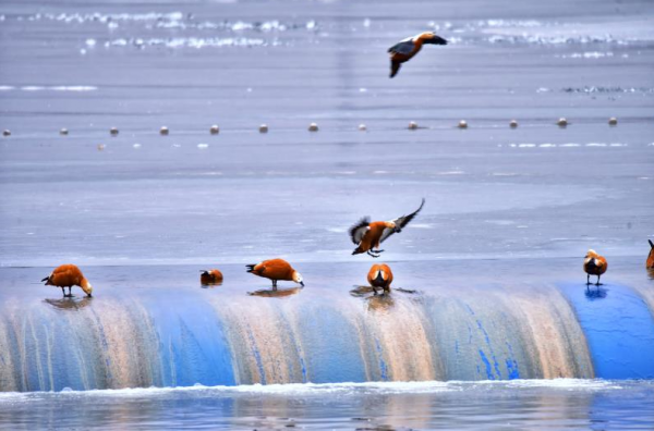 三九不覺寒，暖陽野鴨伴！海陀山下千隻野鴨“做客”媯水河