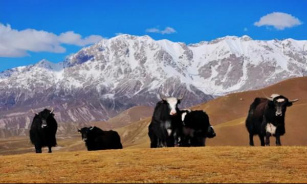 天山最高峰：托木爾峰