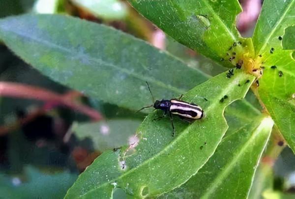 日軍遺留的“水花生”，竟讓中國漁民損失5000萬！該如何清除乾淨