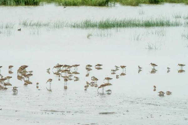 【提示】世界候鳥日，來欣賞申城最新的候鳥照片→