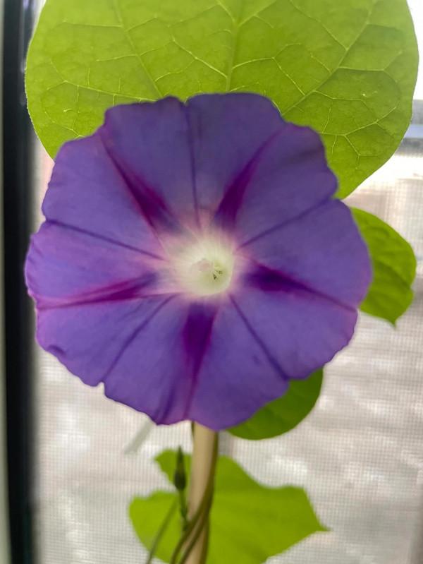 平平無奇種花小天才