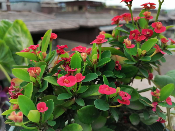 5種常見植物，汁液都有毒，養在家裡少動它