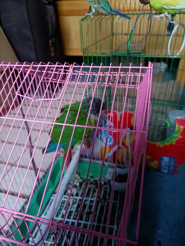 喜歡鸚鵡的大神，幫我看看我的鳥什麼情況。萬分感謝